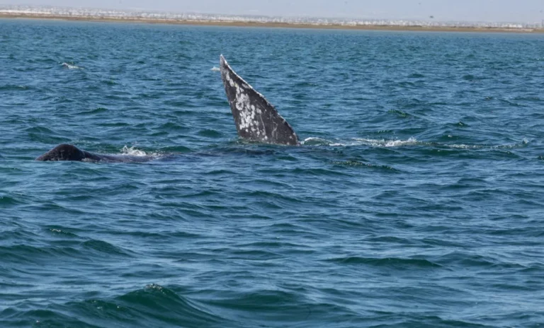 Nacen 290 crías en santuario de ballena gris, en Baja California Sur