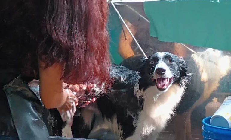 Mascotas sufren por la falta de agua en Nuevo León