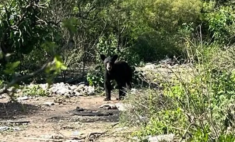 Reportan avistamiento de oso en el municipio de Escobedo