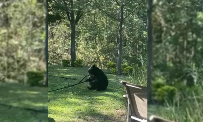 Capturan en video a osezno jugando en el patio de una casa