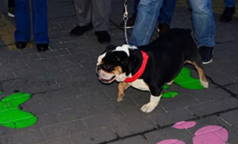 Abren el primer cruce peatonal para mascotas en Tulancingo