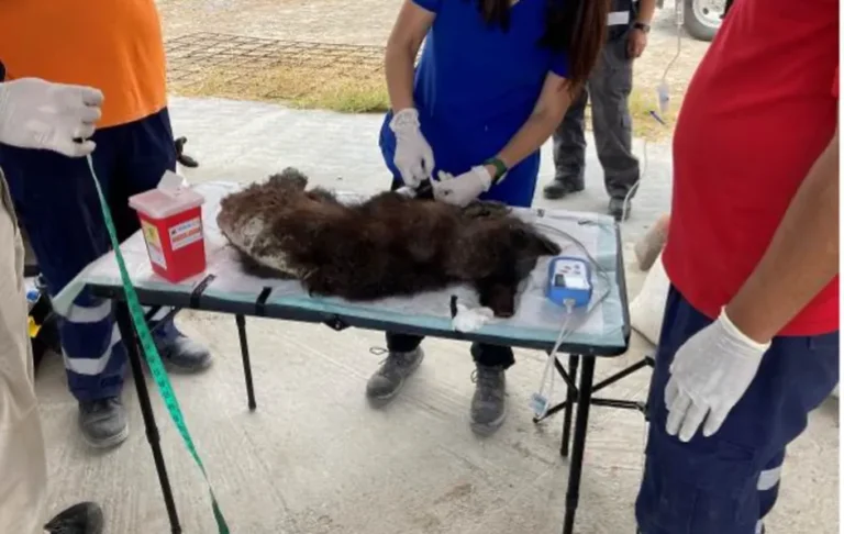 Reportan a una cría de oso negro en «condiciones desfavorables» en Mina, NL