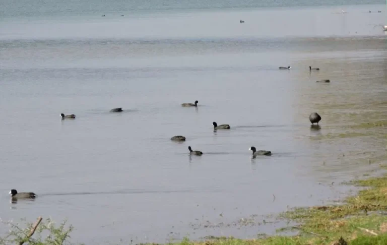 Señala Conagua muerte de peces se debió a falta de oxígeno por altas temperaturas