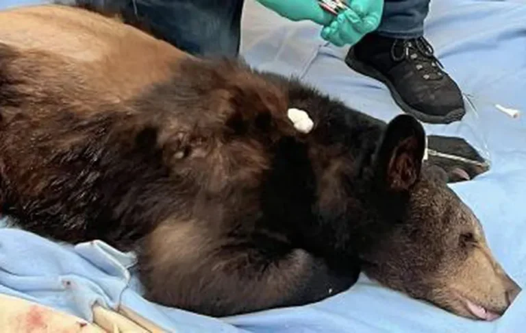 Reportan recuperación de Ursus tras ser baleado en Santiago