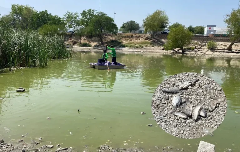 Reportan mueren peces por falta de agua y contaminación de patos en Monterrey