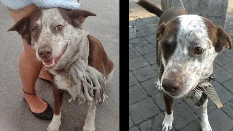 Piden regresar a perrito robado a joven en situación de calle