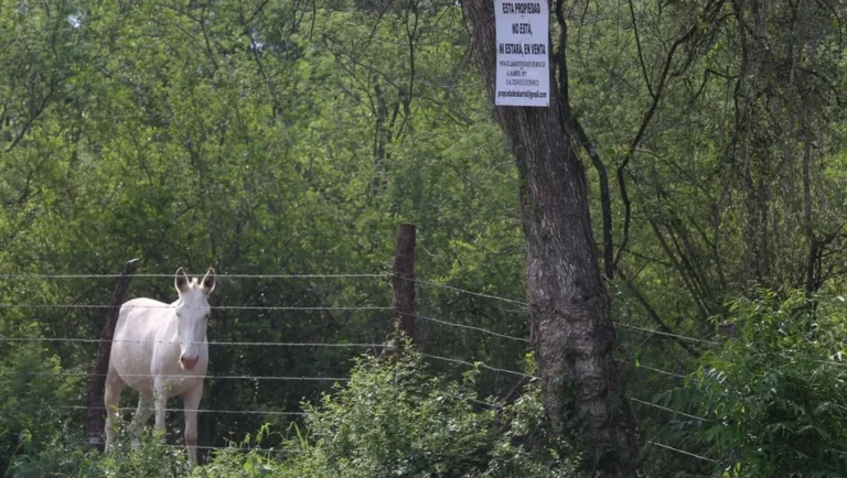 Prepara Tribunal Superior de Justicia de NL reformas contra despojo
