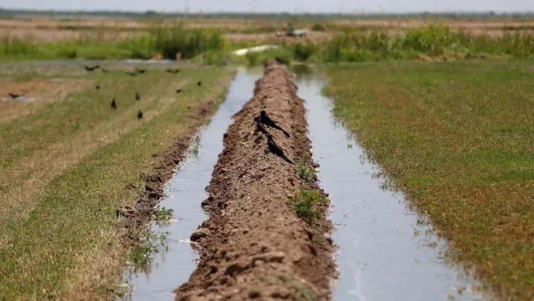 Advierten que riego por goteo ahorraría 67% del agua en NL