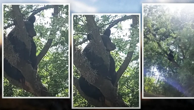 Localiza Protección Civil a un oso en colegio de la Carretera Nacional en Monterrey