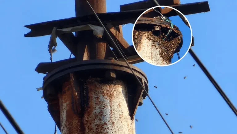 Ataca enjambre de abejas a 9 personas en Escobedo