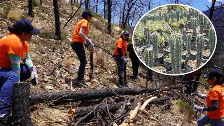 Abrirán vivero de cactáceas para reforestar zonas dañadas por incendios