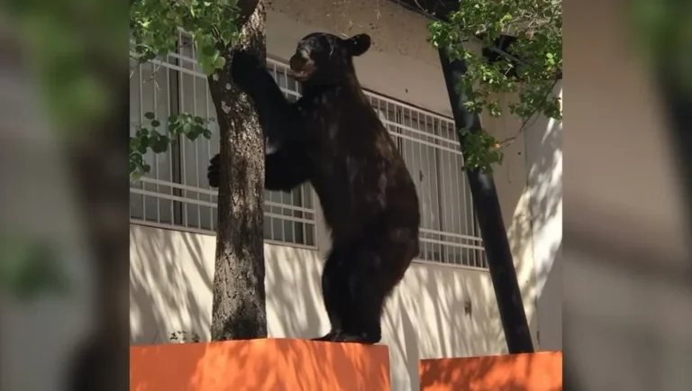 Oso sorprende a alumnos en el estacionamiento de Facultad en Monterrey