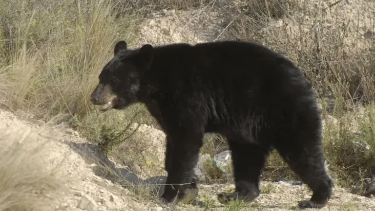 PC San Pedro exhorta a tener un protocolo ante avistamientos de osos