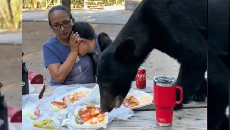 Oso devora alimentos frente a familia en parque de NL