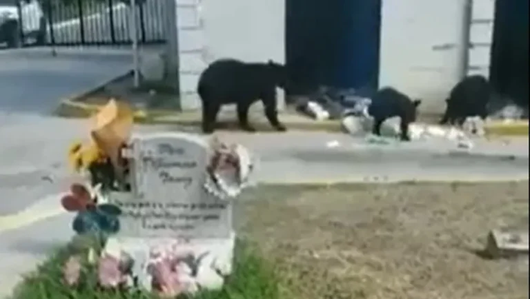 Registran avistamiento de familia de osos en parque funerario en Guadalupe