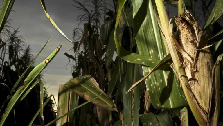 Prevén riesgo de seguridad alimentaria por sequía en México