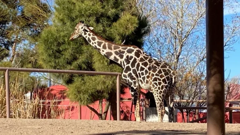 Jirafa ‘Benito’ inicia su viaje con destino a Africam Safari en Puebla