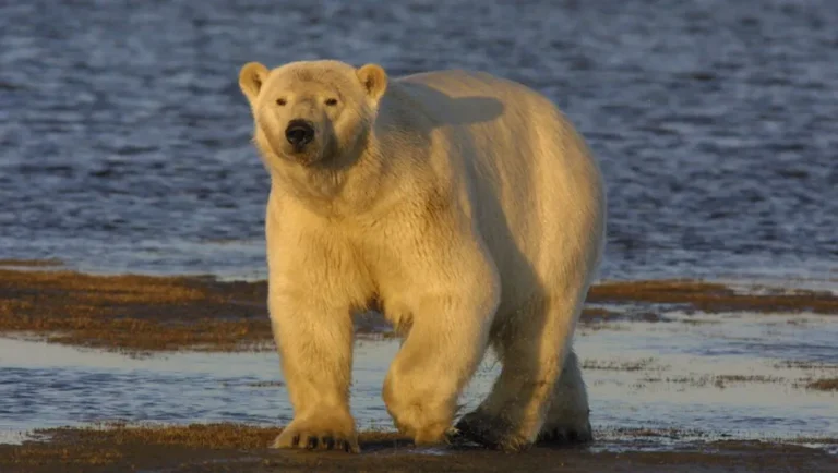 Oso polar muere en Alaska por gripe aviar