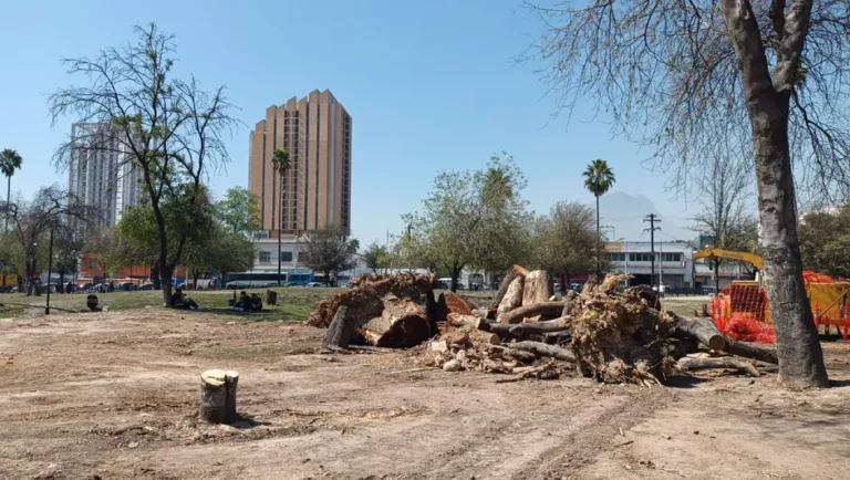 Talan más de 110 árboles en la Alameda Mariano Escobedo