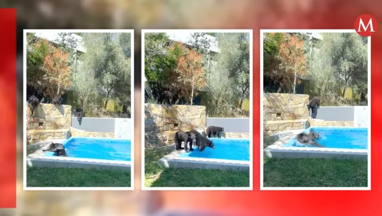 Osos son captados refrescándose en una alberca en San Pedro