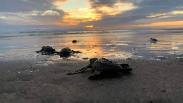 Liberan 2.4 millones de crías de tortugas marinas en playas de Michoacán