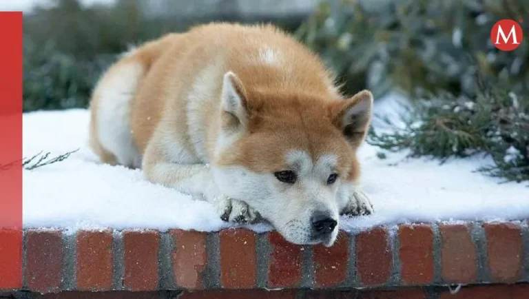 Nueva película de Hachiko será estrenada a finales de mayo en México