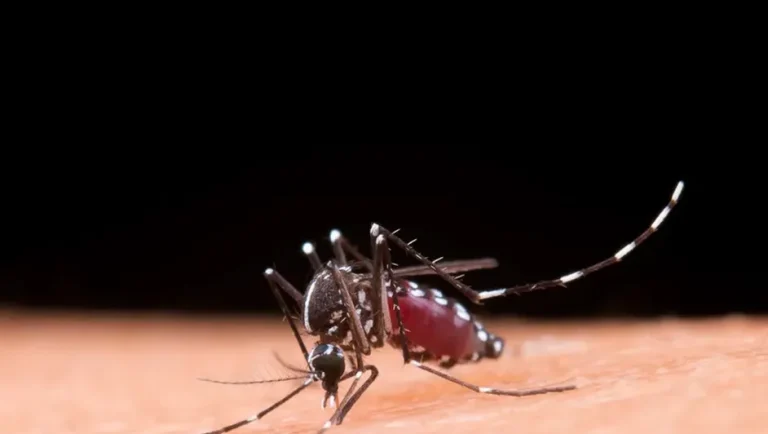 Prevén aumento en casos de dengue por lluvias en NL