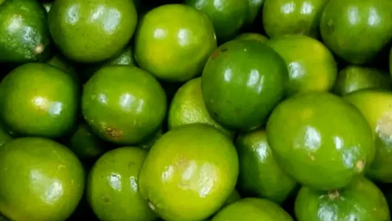 Limoneros de Tierra Caliente podrían suspender corte ante inseguridad