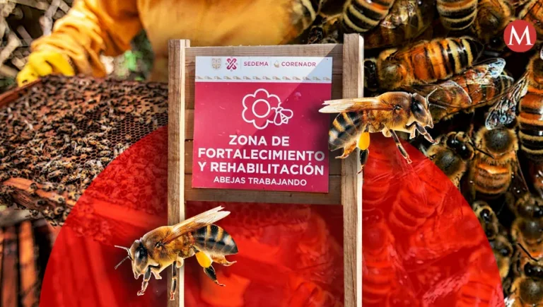 Abejas, bajo protección ciudadana en CdMx