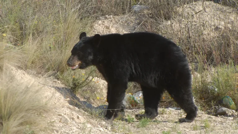 Reportan incremento en avistamientos de osos en zona urbana de San Pedro