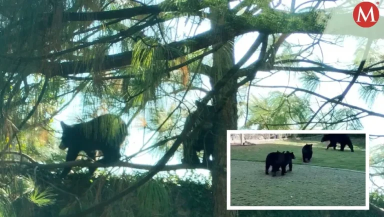 Captan a osos en casa de la colonia Veredalta en San Pedro