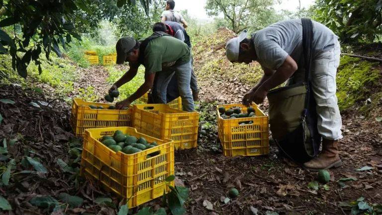 Prevén exportación de 110 mil toneladas de aguacate a EU por Super Bowl 2025