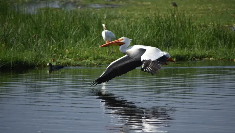 Pelícanos arriban de EU y Canadá a Xochimilco para refugiarse del frío extremo