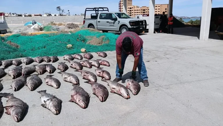 Profepa asegura redes ilegales de captura de pez totoaba; Baja California