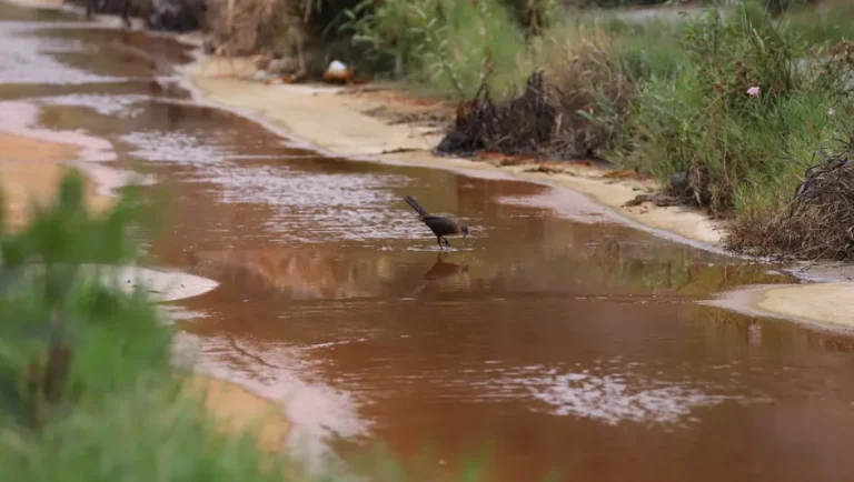 Gobierno de NL sancionará a Ternium por descargas al Arroyo «La Talaverna»