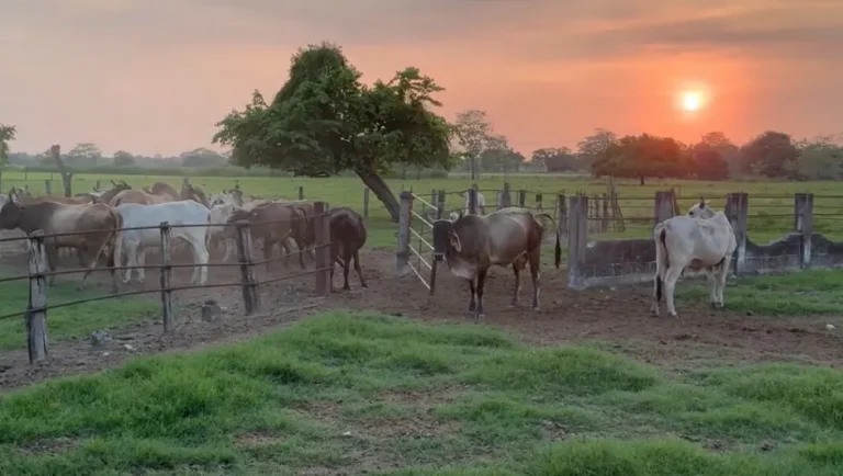 EU invertirá 21 mdd en México para erradicar el gusano barrenador; sigue la restricción de importaciones
