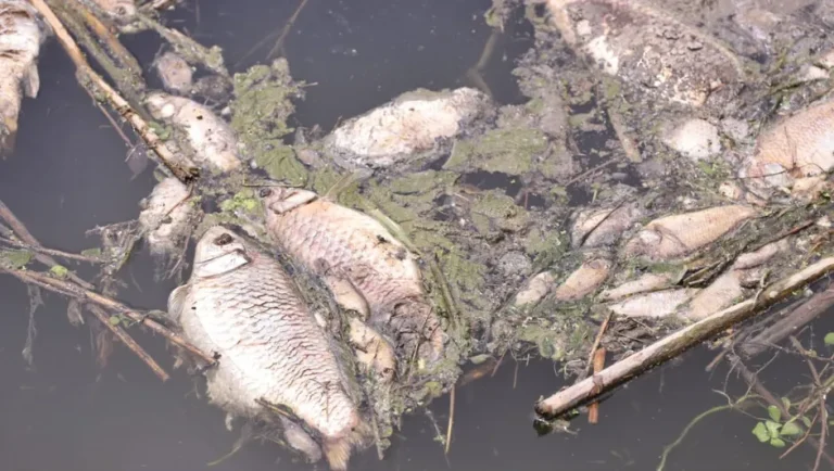 Congreso local pide a Federación y Estado intervenir por ecocidio de Río Pesquería