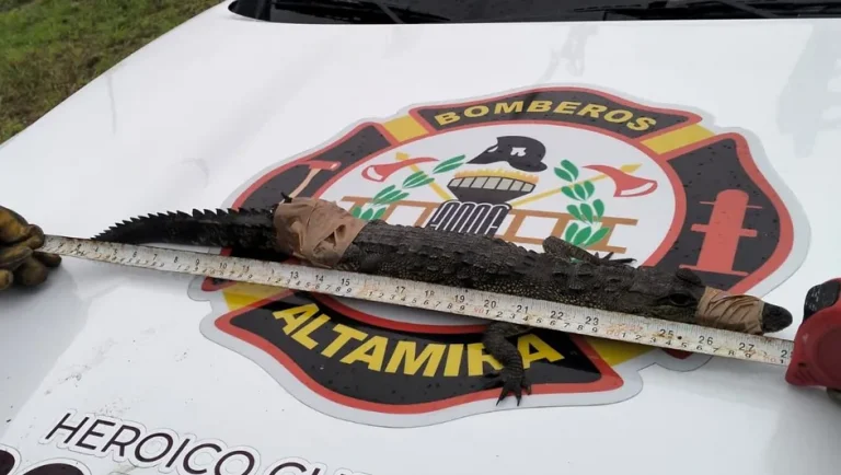 Alertan por cocodrilos en el sur de Tamaulipas; invaden Altamira y Tampico por lluvias