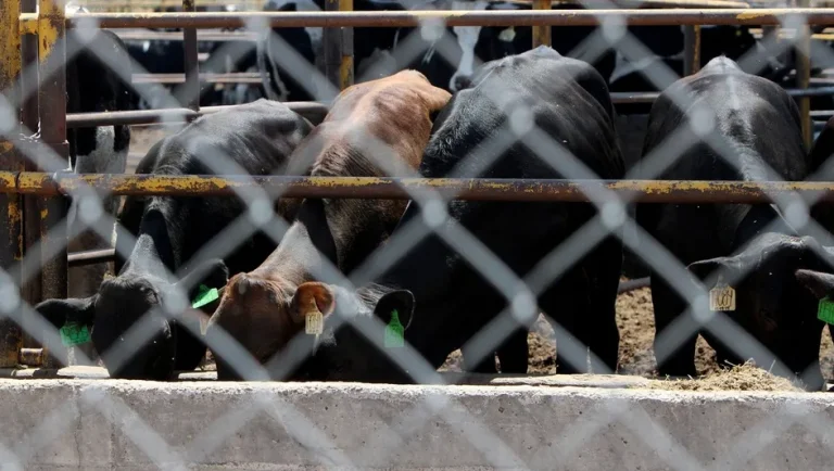 Gobernador de Coahuila señala que el cierre de fronteras al ganado impulsa el mercado mexicano