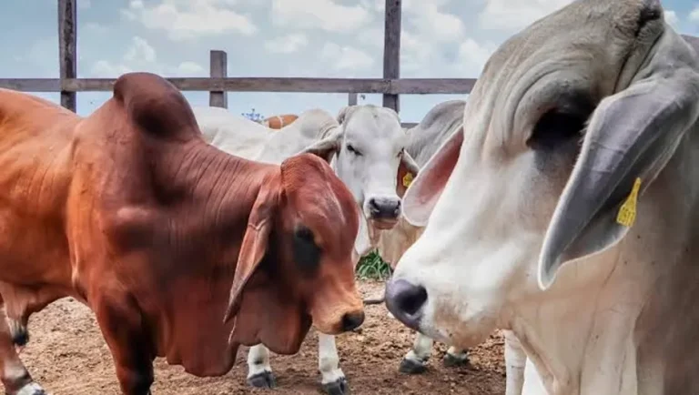 Proponen ganaderos de Sonora regionalizar controles sanitarios