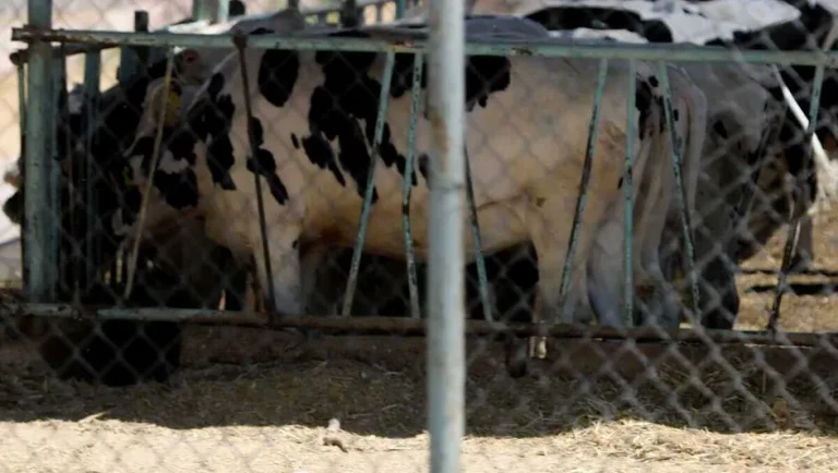 Gobernador de Coahuila prevé cierre de frontera a ganado sudamericano ante retorno del gusano barrenador