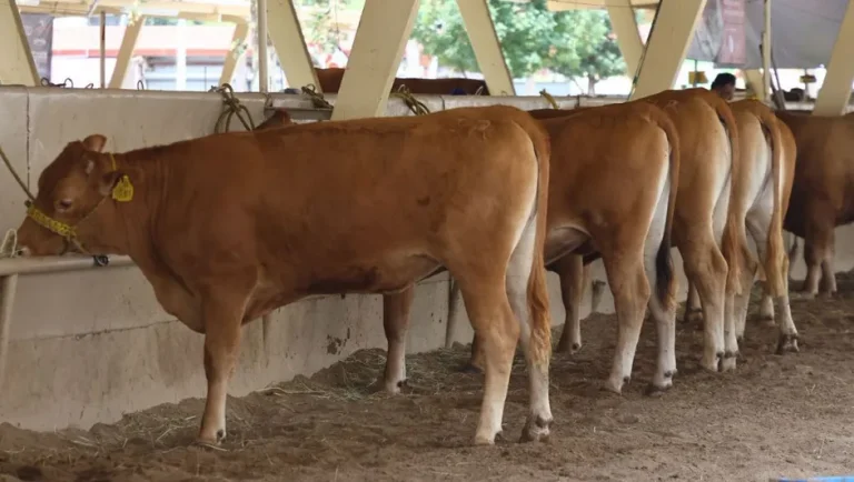 Unión Ganadera de NL celebra reapertura gradual de la frontera con Estados Unidos