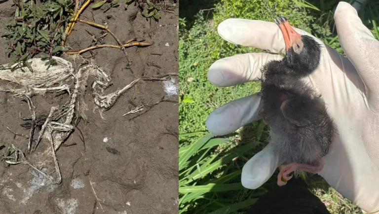 Reportan alerta sanitaria en isla de anidación de aves en Tamaulipas