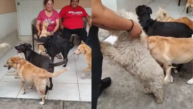 Asociación rescata a perros abandonados en Nuevo León