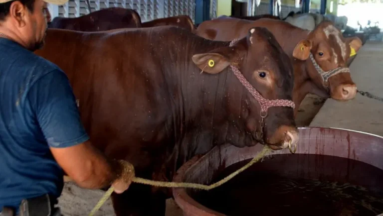 Exportaciones en Tamaulipas caen por brote de gusano barrenador, reportan