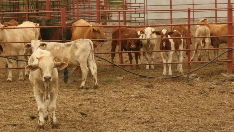 Confirma EE.UU. nuevo caso de gusano barrenador en Nuevo León