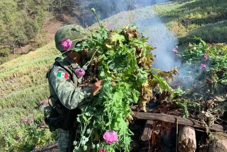 Disminuye 94% el cultivo de amapola del Cártel de Sinaloa durante sexenio de Sheinbaum