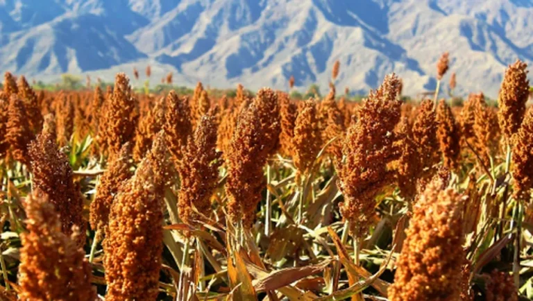 Importación de sorgo crece 237 veces por menor producción nacional