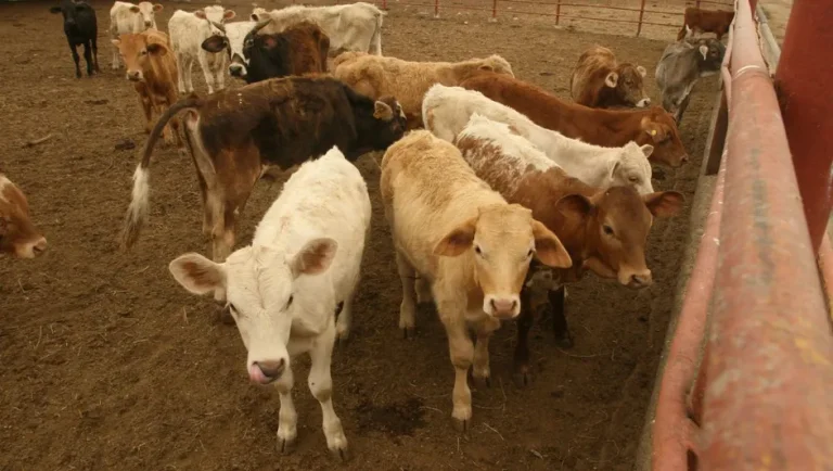 Senasica declara inactivos los casos de gusano barrenador en Nuevo León