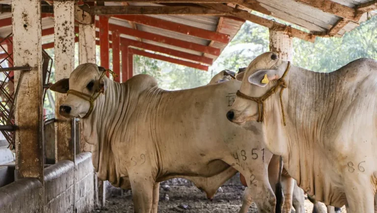 Autoridades descartan cierre de frontera de Nuevo León por gusano barrenador